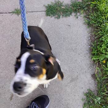 Bron Bron -  Pit Bull Terrier Dog for Adoption in East St. Louis, Illinois - Bron Bron | PetCurious