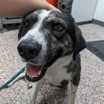 Magneto -  Australian Shepherd and Mixed Breed Dog for Adoption in Salt Lake City, Utah - Magneto | PetCurious
