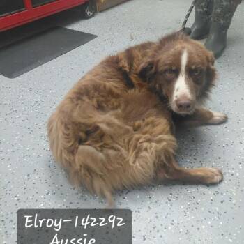 Elroy -  Australian Shepherd Dog for Adoption in New Tazewell, Tennessee - Elroy | PetCurious