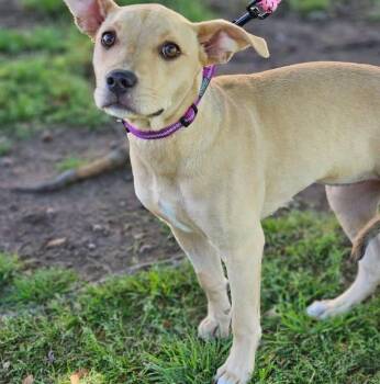 Serafina -  Pit Bull Terrier and Shepherd Dog Available for Adoption in Broken Arrow, Oklahoma - Serafina | PetCurious