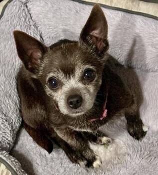 Pepper -  Chihuahua Dog for Adoption in Los Angeles, California - Pepper | PetCurious