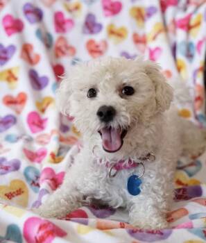 Loofa -  Poodle Dog for Adoption in Pasadena, California - Loofa | PetCurious