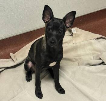 Ben Ten -  Chihuahua Dog for Adoption in Dublin, California - Ben Ten | PetCurious
