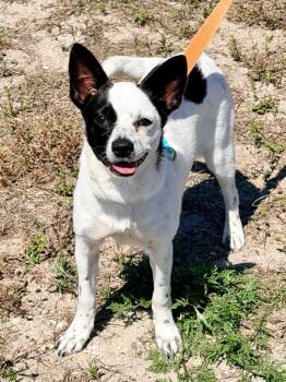 Chihuahua and Yorkshire Terrier Dogs Available for Adoption - Ara (Leona) | PetCurious