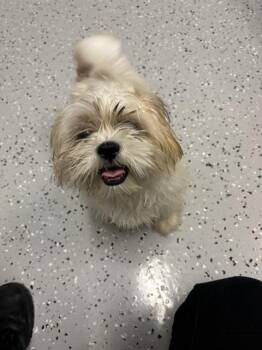POTATO -  Shih Tzu and Mixed Breed Dog for Adoption in Forney, Texas - POTATO | PetCurious