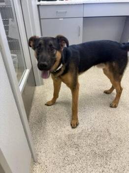 Mixed Breed Dogs Available for Adoption in Lafayette, Indiana - Winston | PetCurious