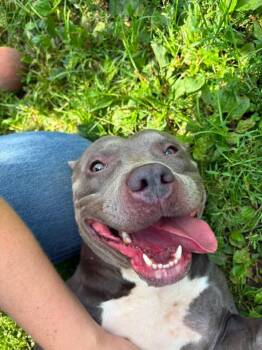Calligraphy -  Pit Bull Terrier Dog for Adoption in Chicago, Illinois - Calligraphy | PetCurious