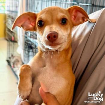 Max -  Chihuahua Dog for Adoption in Washington, District Of Columbia - Max | PetCurious