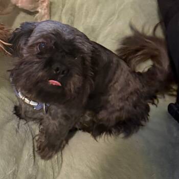 George SSP -  Shih Tzu Dog for Adoption in Austin, Texas - George SSP | PetCurious