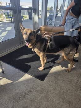 Rescue German Shepherd Dog and Mixed Breed Dogs for Adoption in Fort Worth, Texas - Maddie | PetCurious