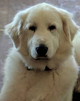 Rescue Great Pyrenees Dogs for Adoption in Quinlan, Texas - Mandy HTX | PetCurious