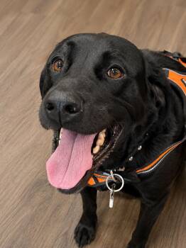 Mac -  Labrador Retriever and German Shorthaired Pointer Dog for Adoption in Aiken, South Carolina - Mac | PetCurious