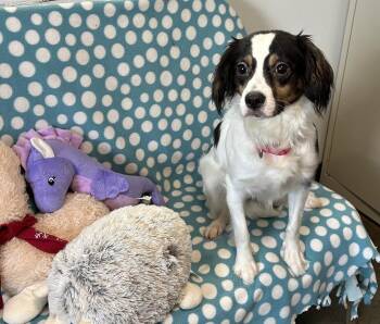 Spaniel Dogs Available for Adoption in Cedartown, Georgia - Terra | PetCurious