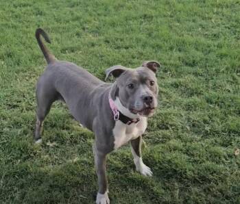 Pit Bull Terrier Dogs Available for Adoption in Dallas, Texas - Hazel | PetCurious