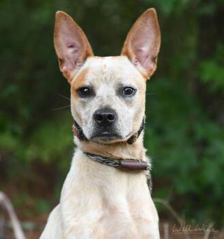 Liberty Belle -  Cattle Dog Dog for Adoption in Monroe, Georgia - Liberty Belle | PetCurious