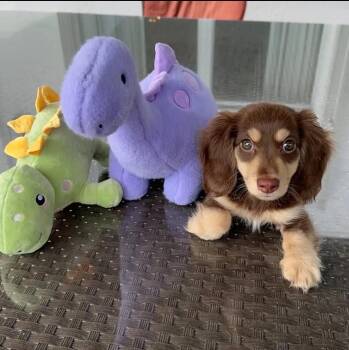 Gemini -  Dachshund Dog for Adoption in Woodsfield, Ohio - Gemini | PetCurious