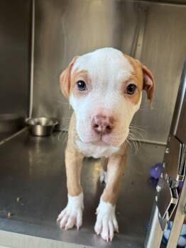 Pit Bull Terrier and Mixed Breed Dogs Available for Adoption - Pippin | PetCurious
