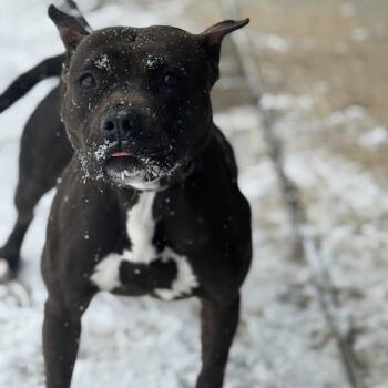Pit Bull Terrier Dogs Available for Adoption - Molly | PetCurious