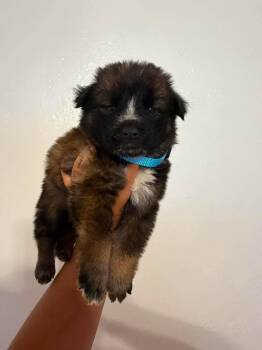 Brew -  German Shepherd Dog Dog for Adoption in Lodi, California - Brew | PetCurious