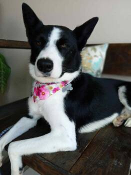 Mochi -  Border Collie Dog for Adoption in Carlsbad, California - Mochi | PetCurious