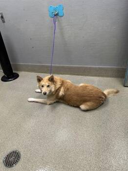 SHELTON -  German Shepherd Dog and Mixed Breed Dog for Adoption in Las Vegas, Nevada - SHELTON | PetCurious