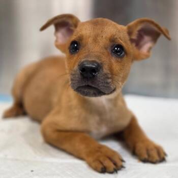 Joey -  Mixed Breed Dog for Adoption in Sarasota, Florida - Joey | PetCurious