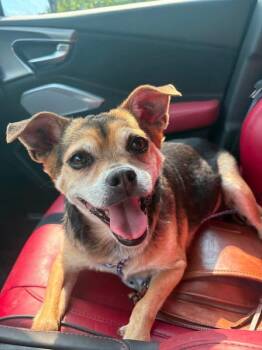 Puggy Sue -  Pug and Chihuahua Dog for Adoption in Germantown, Ohio - Puggy Sue | PetCurious
