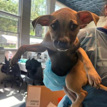 Mixed Breed Dogs Available for Adoption in Huntington, West Virginia - Hermione | PetCurious