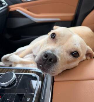Duchess -  American Staffordshire Terrier and Terrier Dog for Adoption in Zebulon, Georgia - Duchess | PetCurious