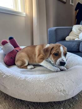 American Bulldog and Bluetick Coonhound Dogs Available for Adoption in Auburn, Georgia - Iris | PetCurious