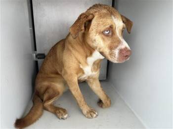 A659041 -  German Shepherd Dog and Labrador Retriever Dog for Adoption in Houston, Texas - A659041 | PetCurious