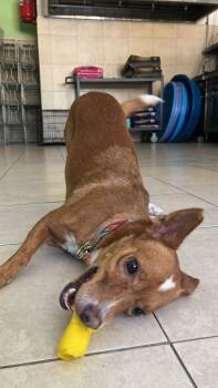 Rescue Corgi Dogs for Adoption in Albion, New York - Turron | PetCurious