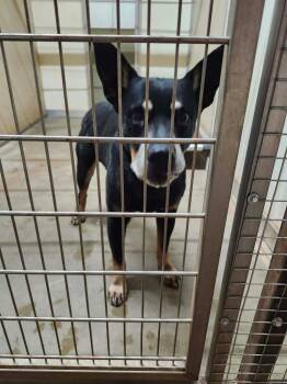 Curly -  Mixed Breed Dog for Adoption in Tucumcari, New Mexico - Curly | PetCurious