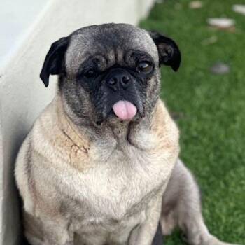 Willow -  Pug Dog for Adoption in Alvin, Texas - Willow | PetCurious