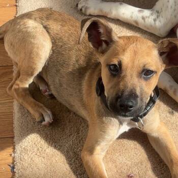 German Shepherd Dog Dogs Available for Adoption - Phoenix | PetCurious