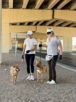 Eisenhower* -  Shepherd and Mixed Breed Dog for Adoption in El Paso, Texas - Eisenhower* | PetCurious
