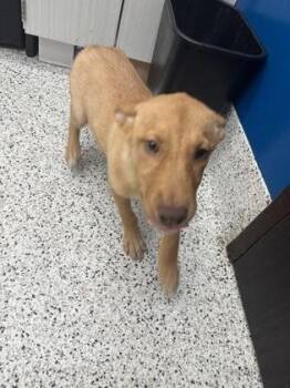 Bigfoot (luna) ADOPTED -  Shepherd and Mixed Breed Dog for Adoption in Atlanta, Georgia - Bigfoot (luna) ADOPTED | PetCurious
