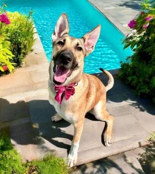 Haflinger (Mercy) -  Shepherd and Mixed Breed Dog for Adoption in Cape Coral, Florida - Haflinger (Mercy) | PetCurious
