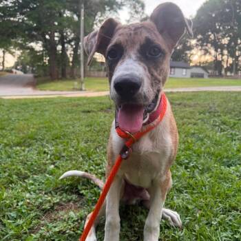 Bentley -  Great Dane and Catahoula Leopard Dog Dog for Adoption in Enterprise, Alabama - Bentley | PetCurious