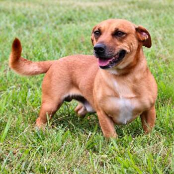 Fig -  Mixed Breed Dog for Adoption in Erie, Pennsylvania - Fig | PetCurious