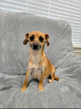 Chihuahua Dogs Available for Adoption - Bambi | PetCurious