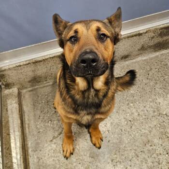 Shepherd Dogs Available for Adoption - Hachiko | PetCurious