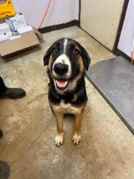 GUMBALL -  Shepherd Dog for Adoption in New Braunfels, Texas - GUMBALL | PetCurious