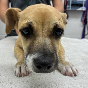 Millie -  Chihuahua and Miniature Pinscher Dog for Adoption in Corpus Christi, Texas - Millie | PetCurious
