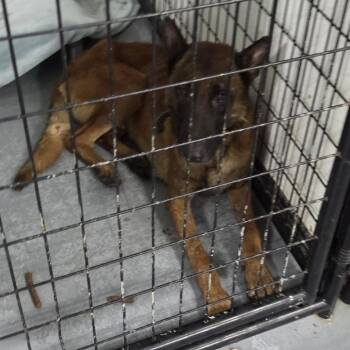 General Tso -  Belgian Shepherd Malinois Dog for Adoption in St. Louis, Missouri - General Tso | PetCurious