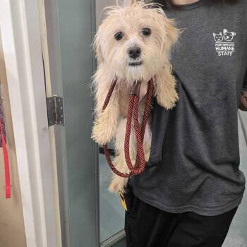 Polly Pocket -  Yorkshire Terrier Dog for Adoption in Chesapeake, Virginia - Polly Pocket | PetCurious