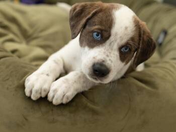 Cheer -  Catahoula Leopard Dog and German Shorthaired Pointer Dog for Adoption in Republic, Washington - Cheer | PetCurious