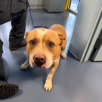 Pit Bull Terrier Dogs Available for Adoption in Greensboro, North Carolina - Seaweed Salad | PetCurious