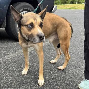 Jasper -  Siberian Husky and Shepherd Dog for Adoption in Salisbury, Maryland - Jasper | PetCurious