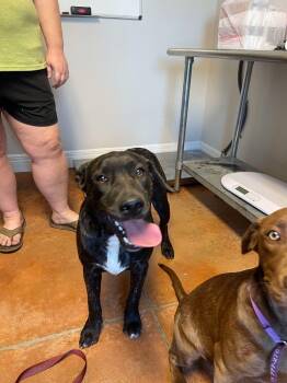 Rescue Labrador Retriever Dogs for Adoption in Bolivar, Missouri - Tiger | PetCurious